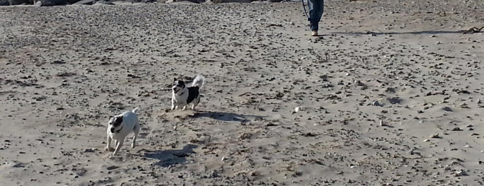 Hunde sind hier am Strand erlaubt