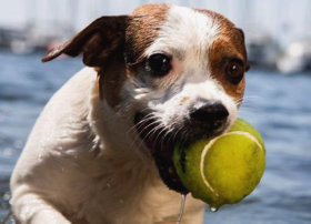 Hund hat Spass auf Fehmarn 