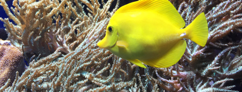 Meerwasseraquarium Fehmarn - Fehmarn von A bis Z